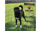 Adopt Happy Litter: Mittens a Black - with White Great Pyrenees / Border Collie