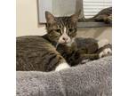Adopt Esmerelda a Brown Tabby Domestic Shorthair (short coat) cat in St