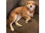 Adopt Alice a Tan/Yellow/Fawn Golden Retriever / Pomeranian / Mixed dog in Upper