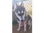 Adopt PUP SINATRA a Black - with White Siberian Husky / Mixed dog in Valencia