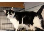 Adopt Oreo a Domestic Shorthair / Mixed (short coat) cat in Murphysboro