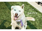Adopt Gentry a White Husky / Mixed dog in Kansas City, MO (37998767)