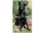 Adopt Shadow a Black German Shepherd Dog / Mixed dog in Inglewood, CA (37875224)