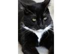 Adopt Boots a Black & White or Tuxedo Domestic Shorthair (short coat) cat in