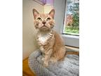 Adopt Jasper a Domestic Shorthair / Mixed (short coat) cat in Glenfield