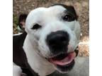 Adopt Brandi a Black Pit Bull Terrier / Mixed dog in Galveston, TX (37772474)