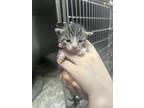Adopt Luke a Gray or Blue Domestic Shorthair / Domestic Shorthair / Mixed cat in