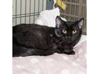 Adopt Ruckus a All Black Domestic Shorthair / Domestic Shorthair / Mixed cat in