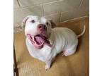 Adopt Stoker a White American Pit Bull Terrier / Mixed dog in Deland