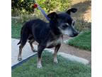 Adopt Oreo a Black - with White Canary Dog / Bobtail / Mixed dog in Creston