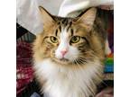 Adopt Kirk a Brown or Chocolate Domestic Mediumhair / Mixed cat in SHERIDAN
