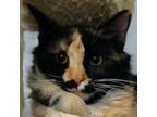 Adopt Marva a Tortoiseshell Domestic Longhair / Mixed cat in SHERIDAN