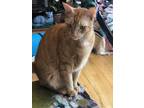 Adopt Chester a Orange or Red Tabby Domestic Shorthair / Mixed (short coat) cat