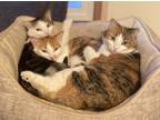 Adopt Annie and Andi a Calico or Dilute Calico Domestic Shorthair (short coat)