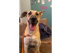 Adopt MIA a Tan/Yellow/Fawn Great Dane / Black Mouth Cur / Mixed dog in