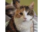 Adopt Velvet a Calico or Dilute Calico Domestic Shorthair / Mixed cat in
