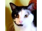 Adopt Lucy a White Domestic Shorthair / Mixed cat in Hopkins, SC (32803713)