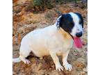 Adopt Hansel a White - with Tan, Yellow or Fawn Mixed Breed (Medium) / Mixed dog