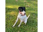 Adopt Maximilian Howard a White - with Black Pointer / Shepherd (Unknown Type) /