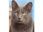 Adopt Sheldon a Gray or Blue Domestic Shorthair (short coat) cat in Savannah