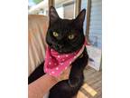 Adopt Lucy Fur (CP) a All Black Domestic Shorthair (short coat) cat in Carlisle
