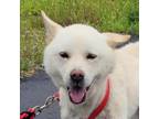 Adopt Paul Rudd a White - with Tan, Yellow or Fawn Jindo / Spitz (Unknown Type