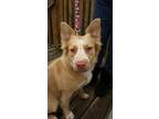 Adopt Freckles a Tan/Yellow/Fawn - with White Australian Shepherd / Shepherd