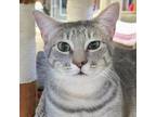 Adopt Jumbles a Gray or Blue Domestic Shorthair / Mixed cat in SHERIDAN