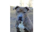 Adopt Olivia a Brindle - with White Pit Bull Terrier / Mixed dog in Port