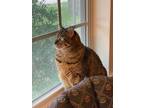 Adopt Teal a Domestic Shorthair / Mixed (short coat) cat in Comanche
