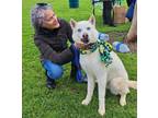 Adopt NIAH a White - with Gray or Silver Siberian Husky / Mixed dog in Valencia