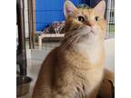 Adopt Vlad a Orange or Red Domestic Shorthair / Mixed cat in Milford