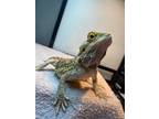 Adopt Quinn a Lizard reptile, amphibian, and/or fish in Las Vegas, NV (31863463)