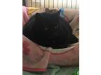 Adopt Zoie a All Black Domestic Shorthair (short coat) cat in Cedar