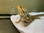 Adopt Stefan a Lizard reptile, amphibian, and/or fish in Las Vegas