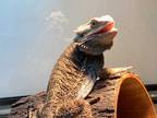 Adopt Miso a Lizard reptile, amphibian, and/or fish in Las Vegas, NV (31863854)