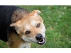 Adopt Michael a Black - with Tan, Yellow or Fawn Beagle / Mixed Breed (Medium) /