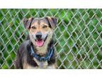 Adopt Mike a Black - with Tan, Yellow or Fawn Beagle / Mixed Breed (Medium) /