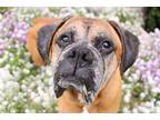 Adopt Petey a Tan/Yellow/Fawn - with Black Boxer / Mixed dog in Davis