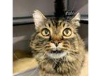 Adopt Tobias a Brown or Chocolate Domestic Longhair / Mixed cat in SHERIDAN