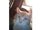 Adopt Thor a Tan or Fawn Tabby Domestic Longhair (long coat) cat in Lowell