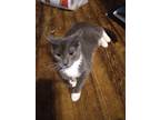 Adopt Lorilei a Gray or Blue (Mostly) Domestic Shorthair (short coat) cat in