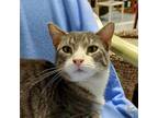 Adopt Voss a Gray or Blue Domestic Shorthair / Mixed cat in SHERIDAN