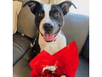 Adopt Iliana a Black American Staffordshire Terrier / Mixed dog in Green Bay