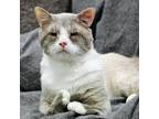 Adopt Molman a Gray or Blue Domestic Shorthair / Mixed cat in SHERIDAN