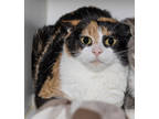Adopt Magnolia a White Domestic Shorthair / Domestic Shorthair / Mixed cat in
