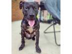Adopt Xavier a Black Pit Bull Terrier / Mixed dog in Detroit, MI (31881467)