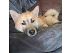 Adopt Ozzy a Tan/Yellow/Fawn - with Black Pomeranian / Siberian Husky / Mixed