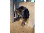 Adopt Cannoli a Gray, Blue or Silver Tabby Domestic Mediumhair (medium coat) cat