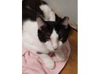 Adopt Chester Lee a White (Mostly) Domestic Mediumhair (medium coat) cat in